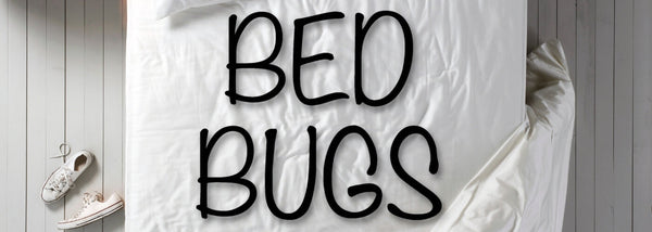 How to check if your mattress has bed bugs